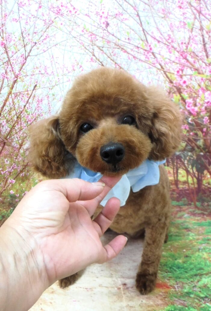 レオちゃん