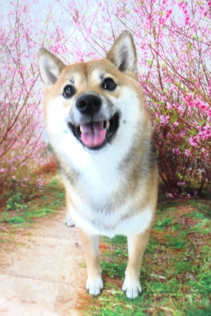 はなちゃん