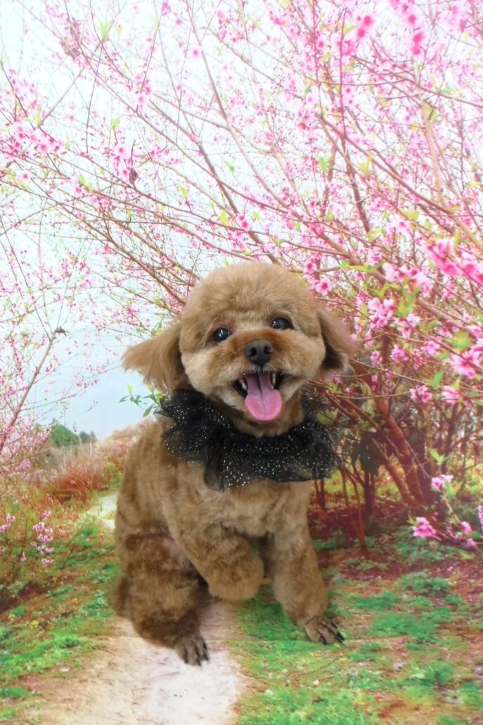 アロちゃん