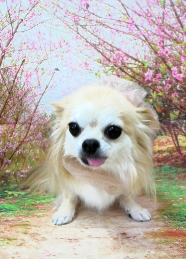 ノエルちゃん