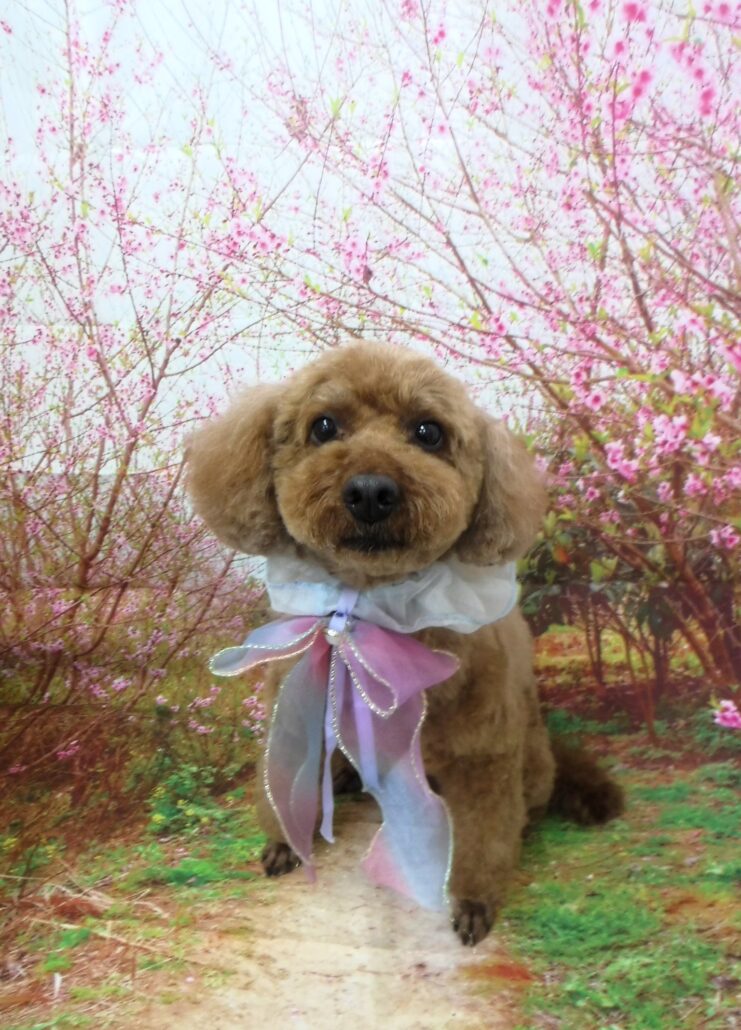 ハリーちゃん
