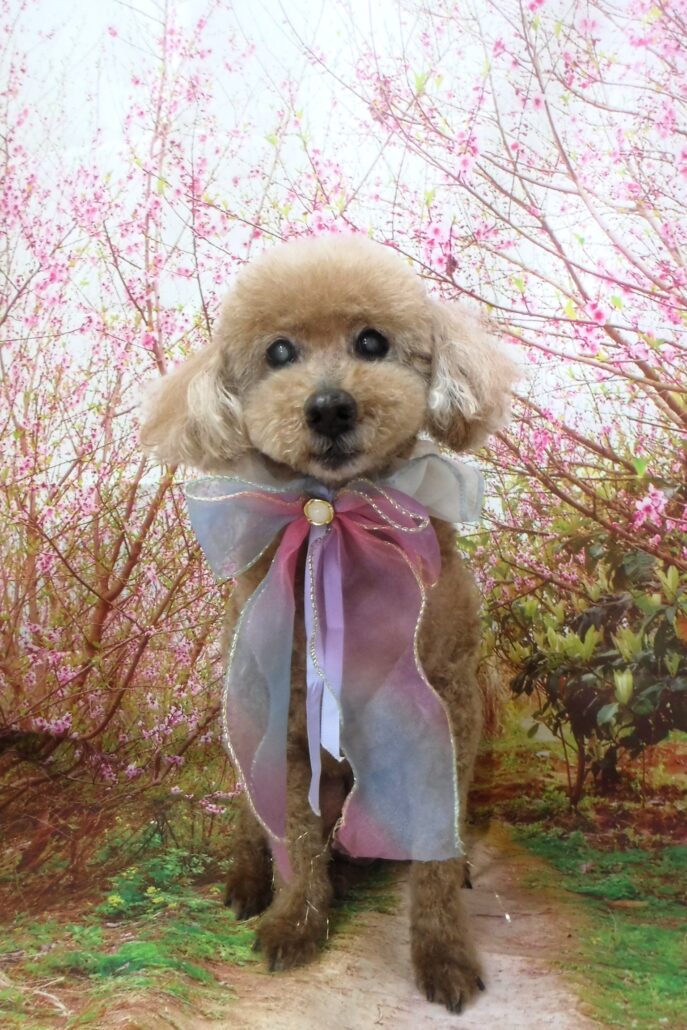 くうちゃん