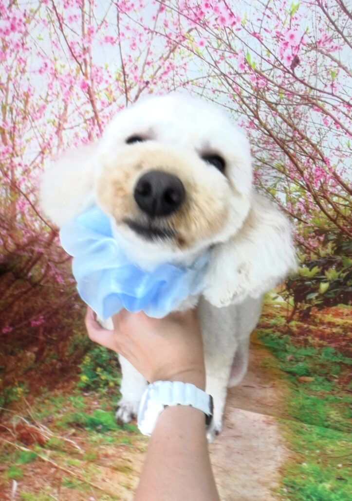 せんちゃん