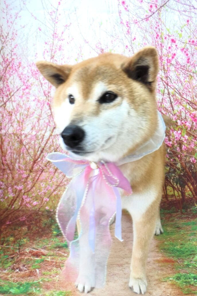 チャチャちゃん