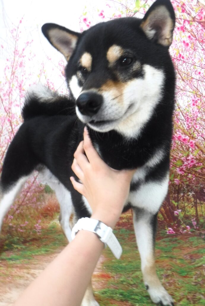 コハクちゃん