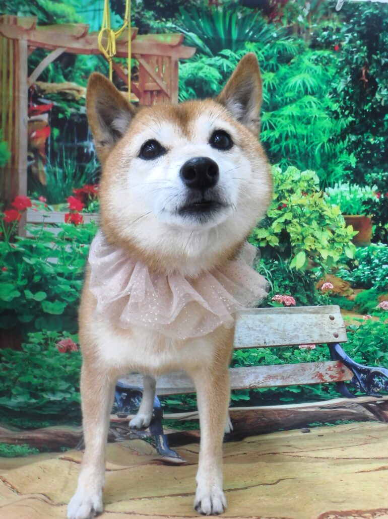 こはくちゃん