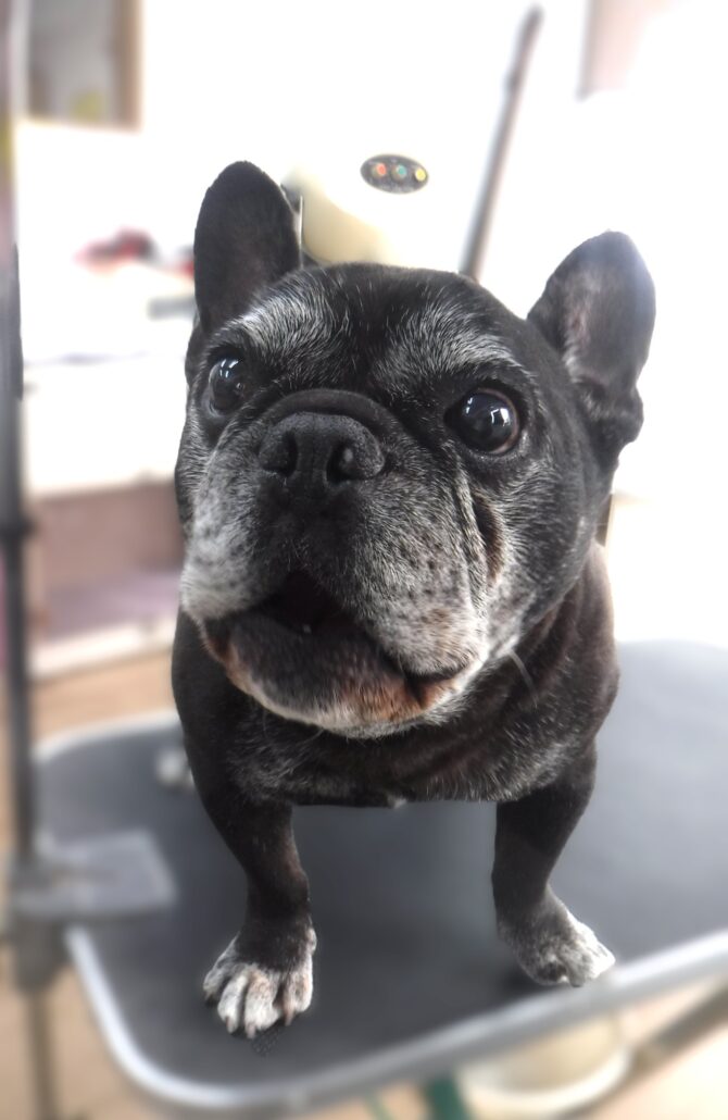 ビッフちゃん
