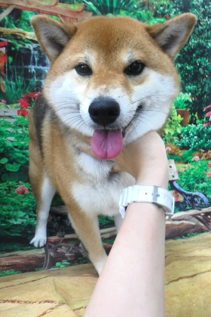 ハウルちゃん