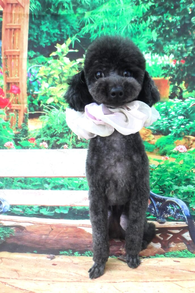 あずきちゃん
