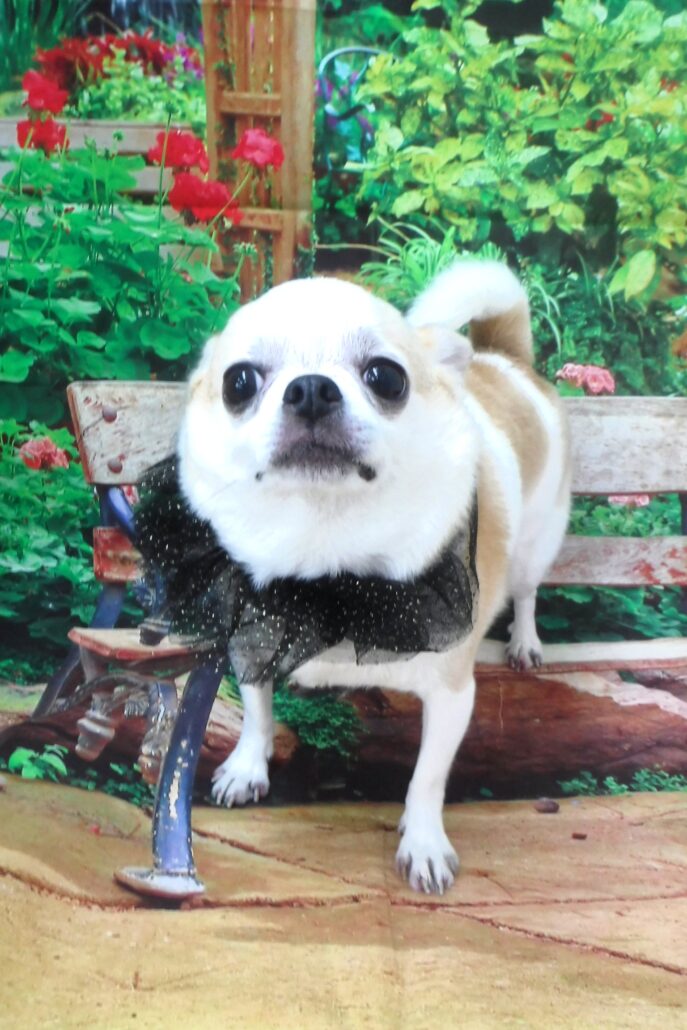 チビ太ちゃん