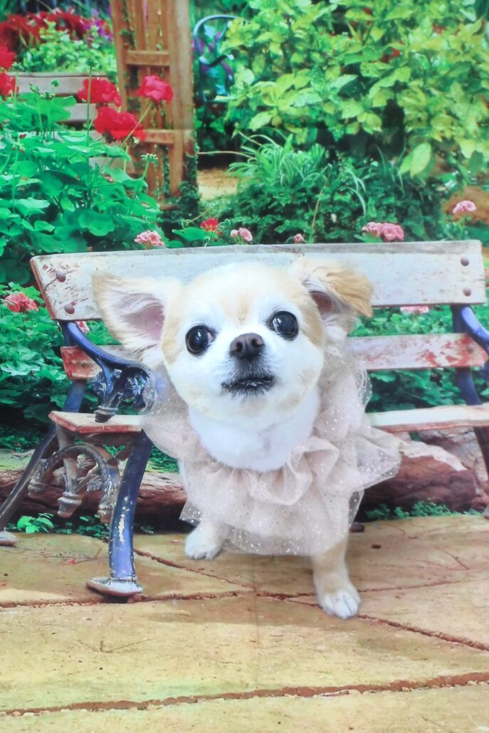 ララちゃん