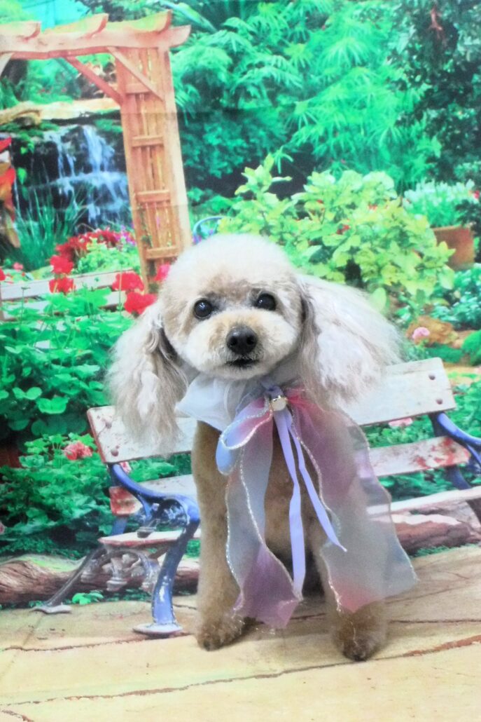 ノンちゃん