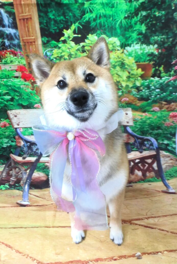 はなちゃん