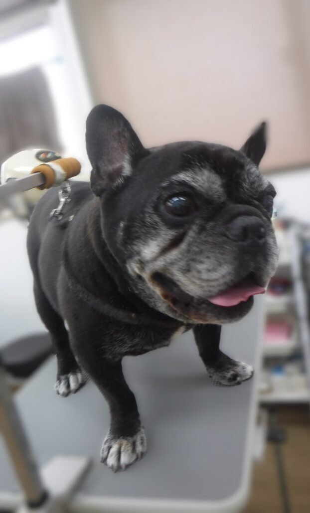 ビッフちゃん