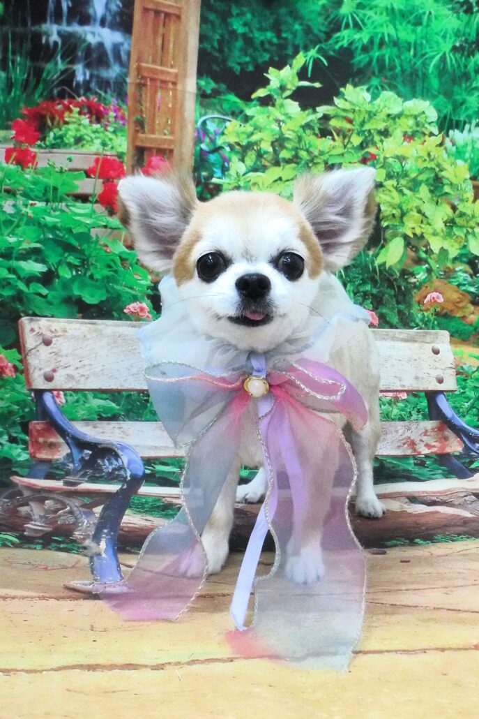 ミミちゃん