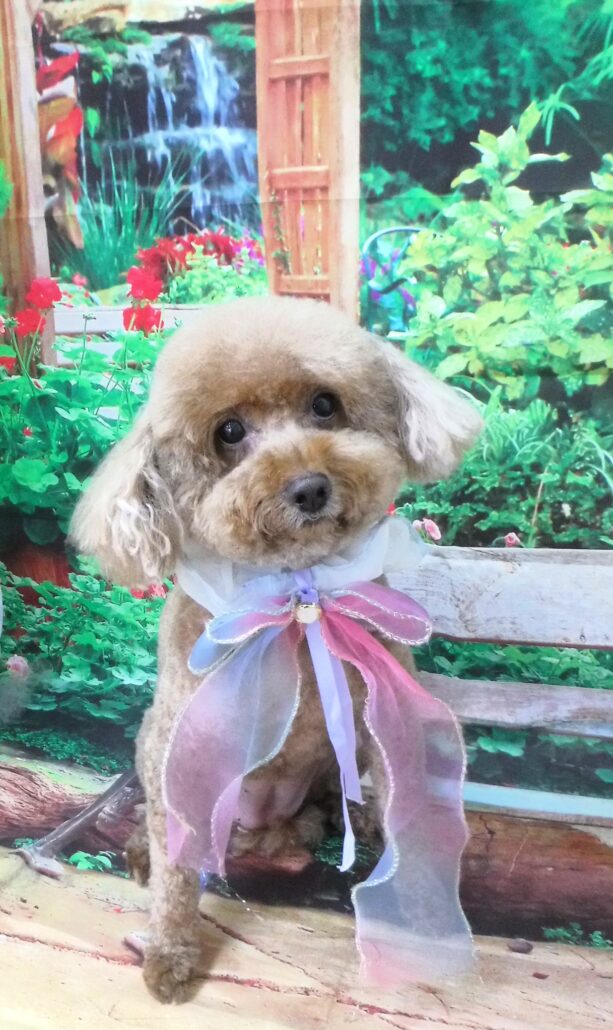 ルルちゃん