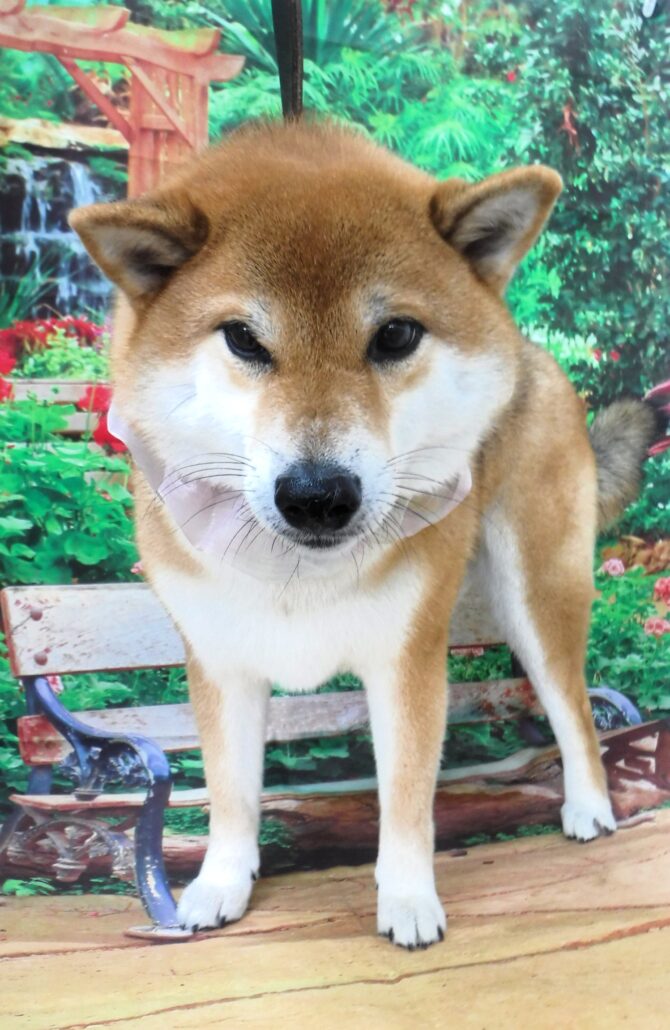 ハウルちゃん