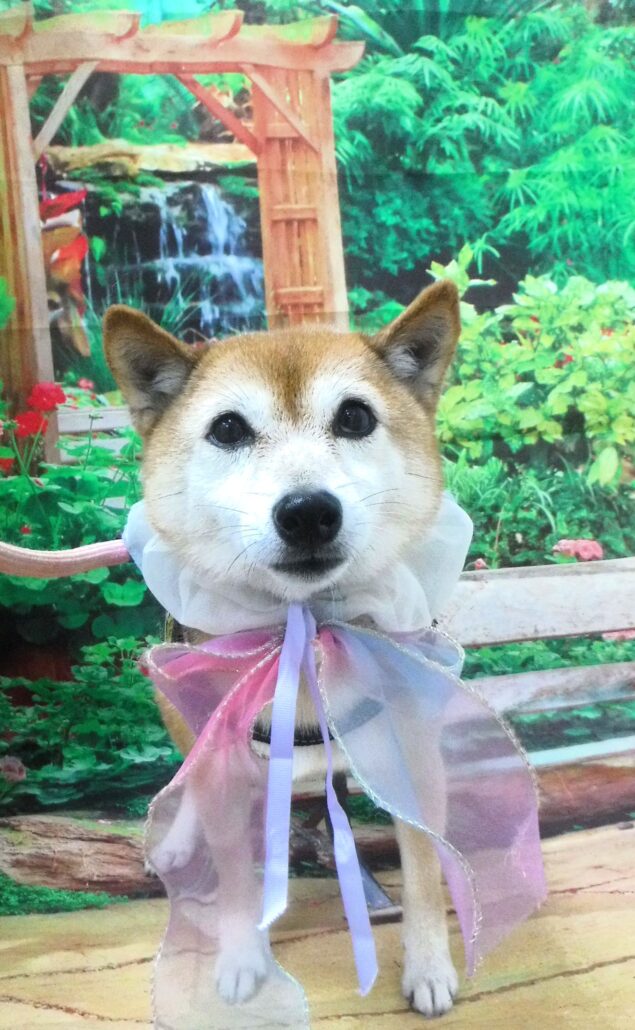 こはくちゃん