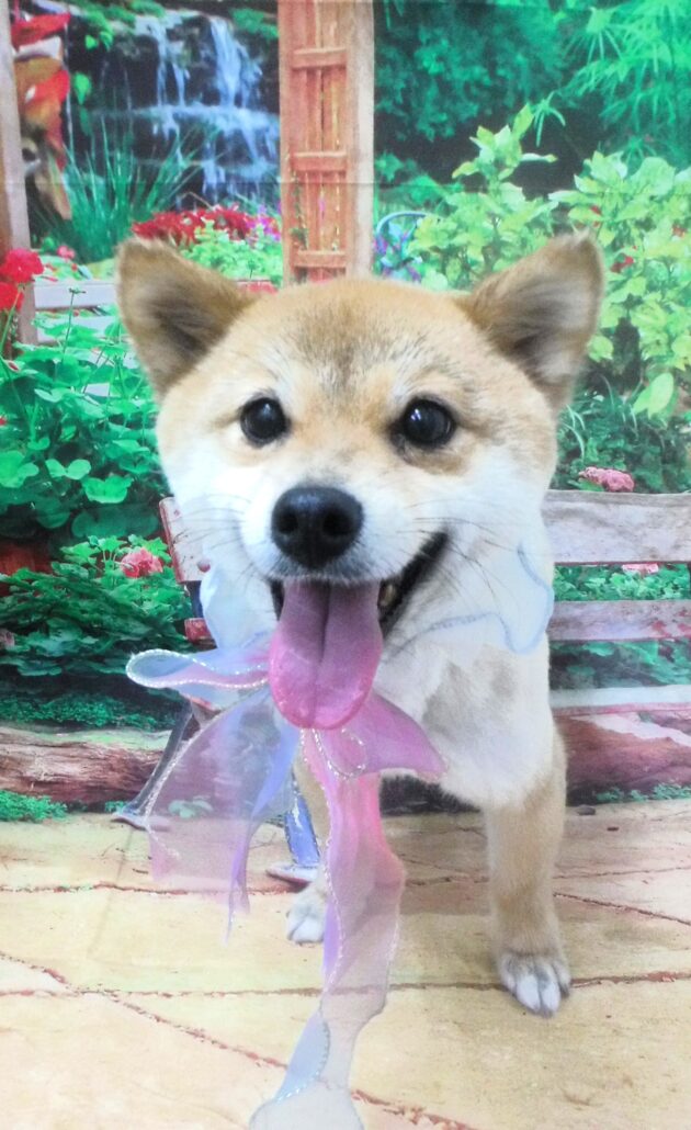 ランちゃん