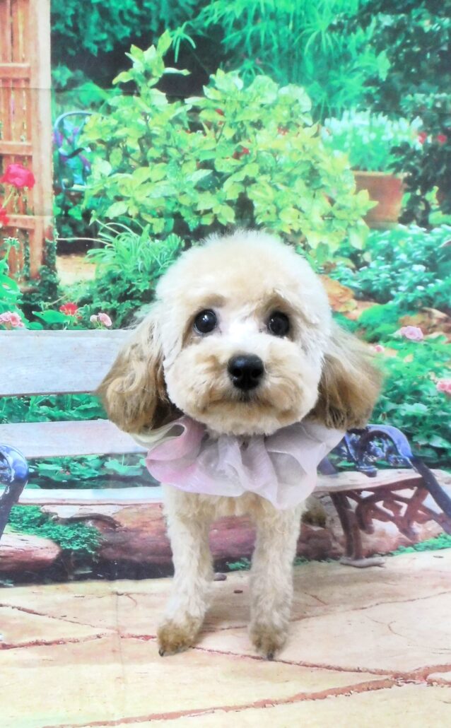 わおんちゃん