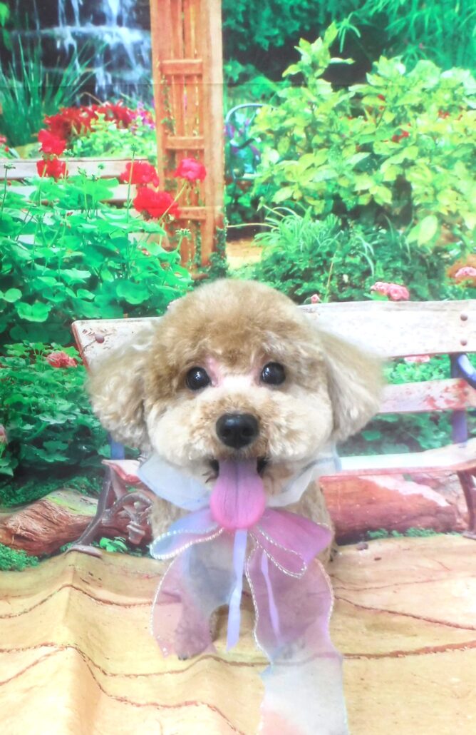 モコちゃん