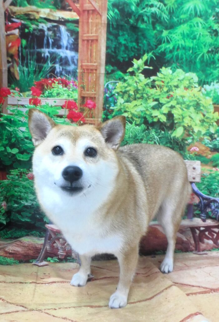 ナナちゃん