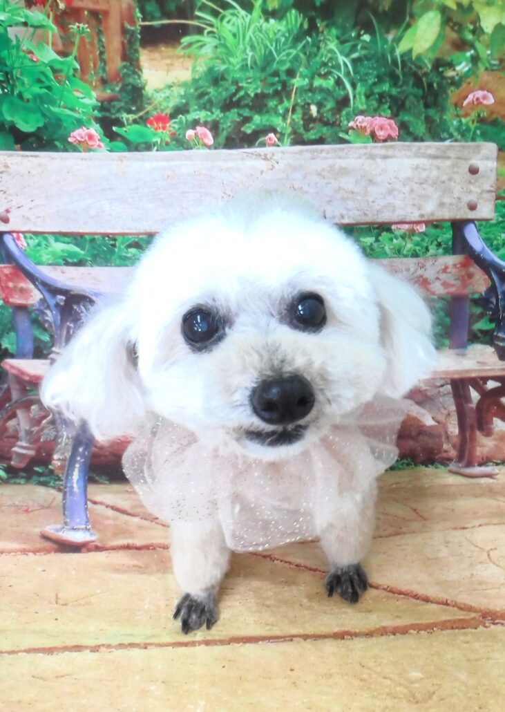 ホイップちゃん