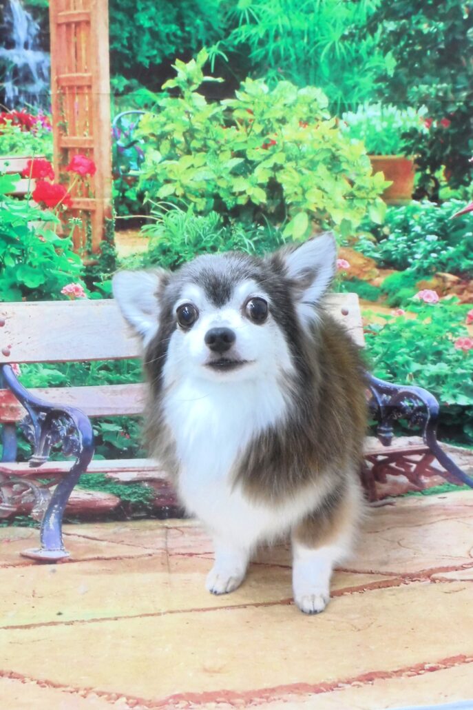 ココちゃん