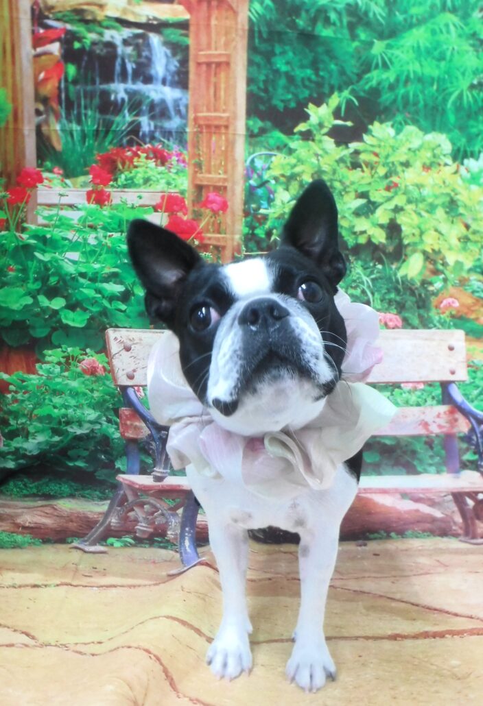 ホップちゃん