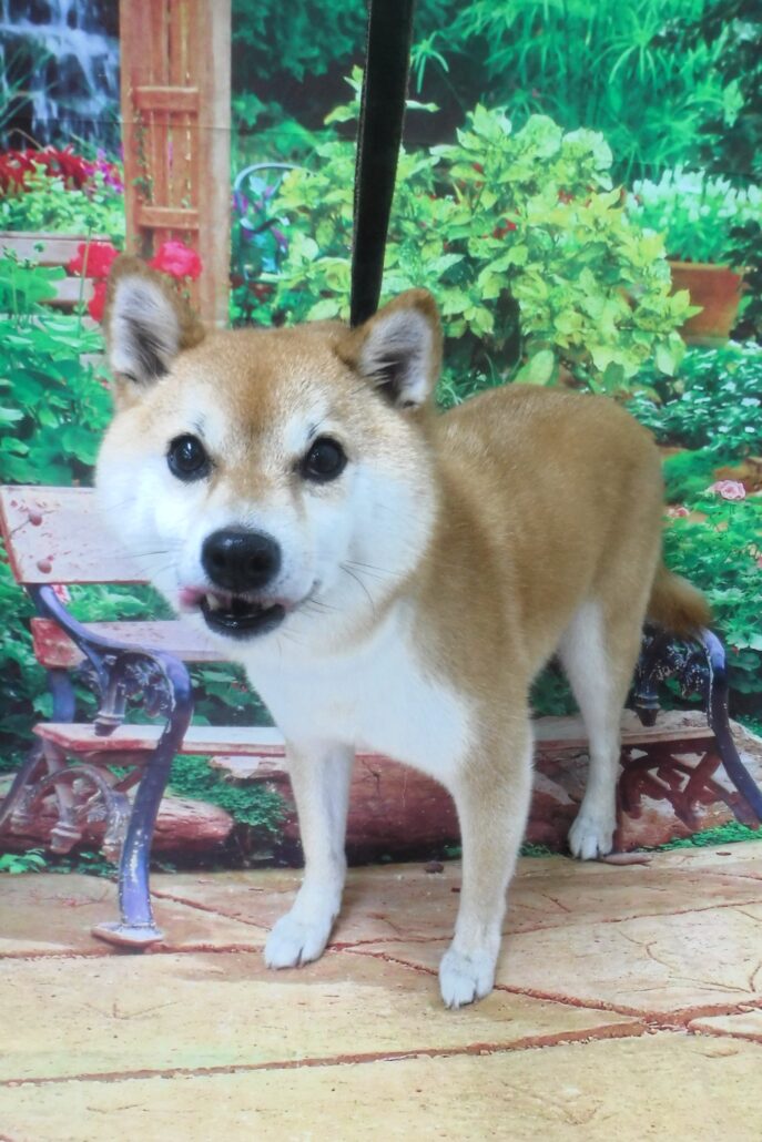 チョコちゃん