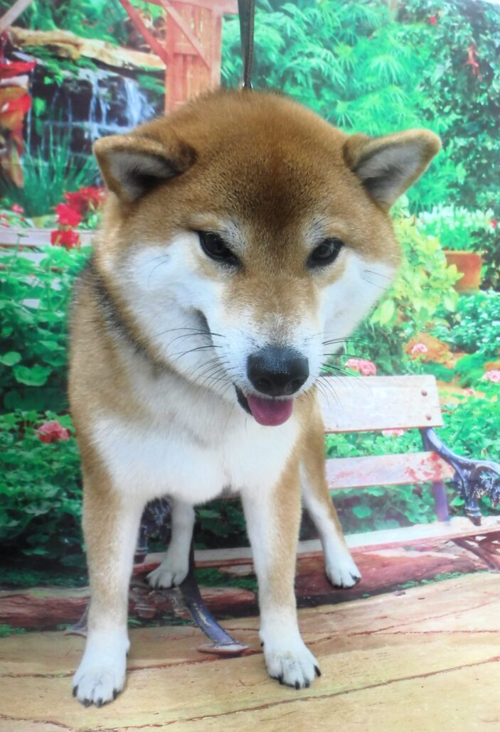 ハウルちゃん