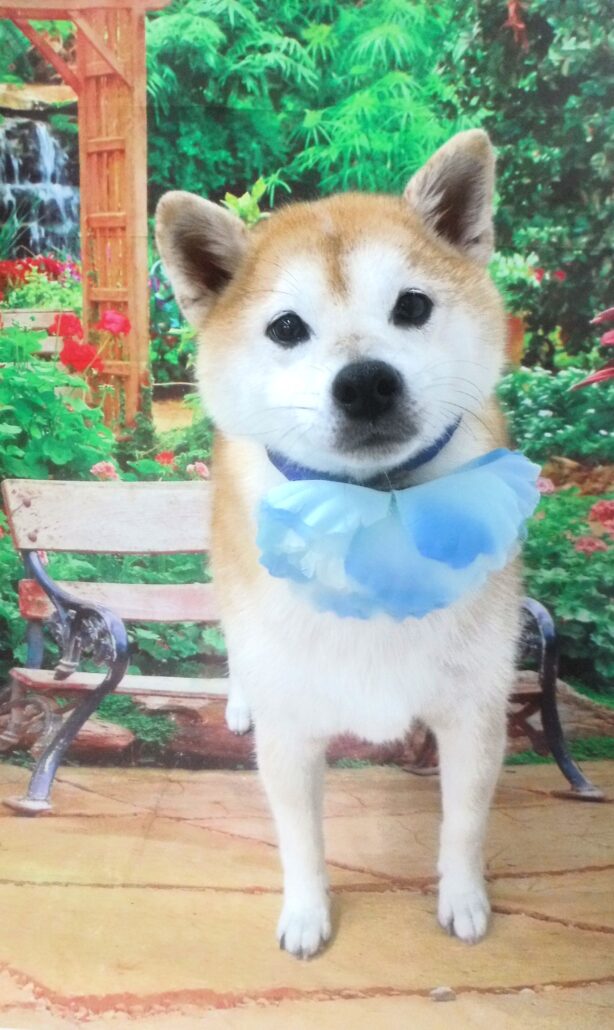 蘭丸ちゃん