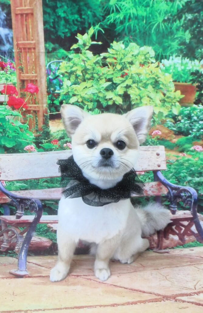 チータちゃん