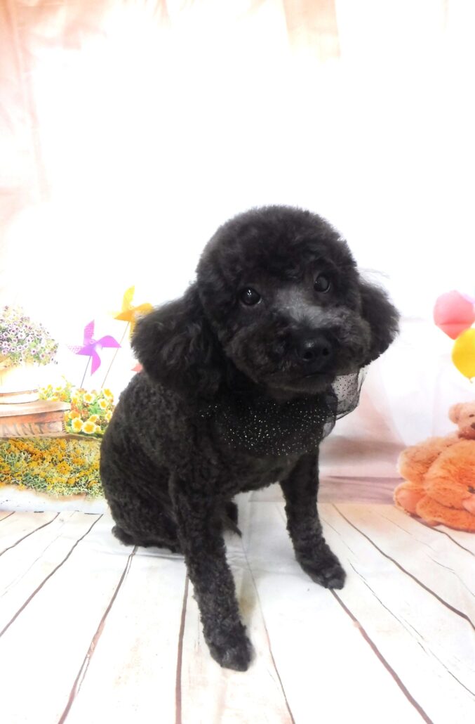 レオちゃん