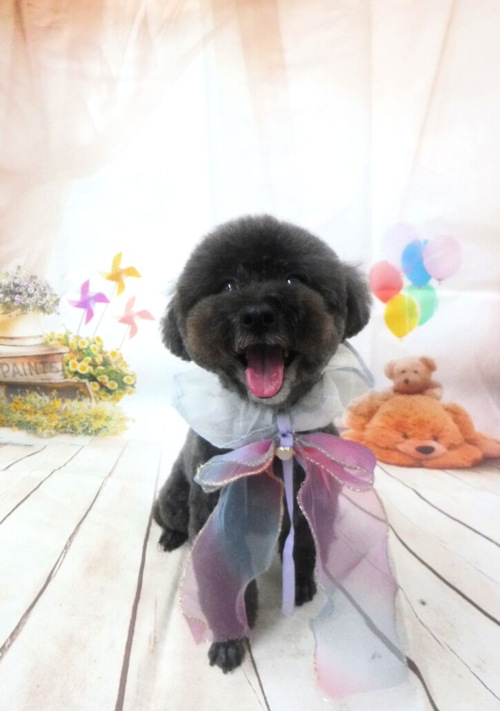 あずきちゃん