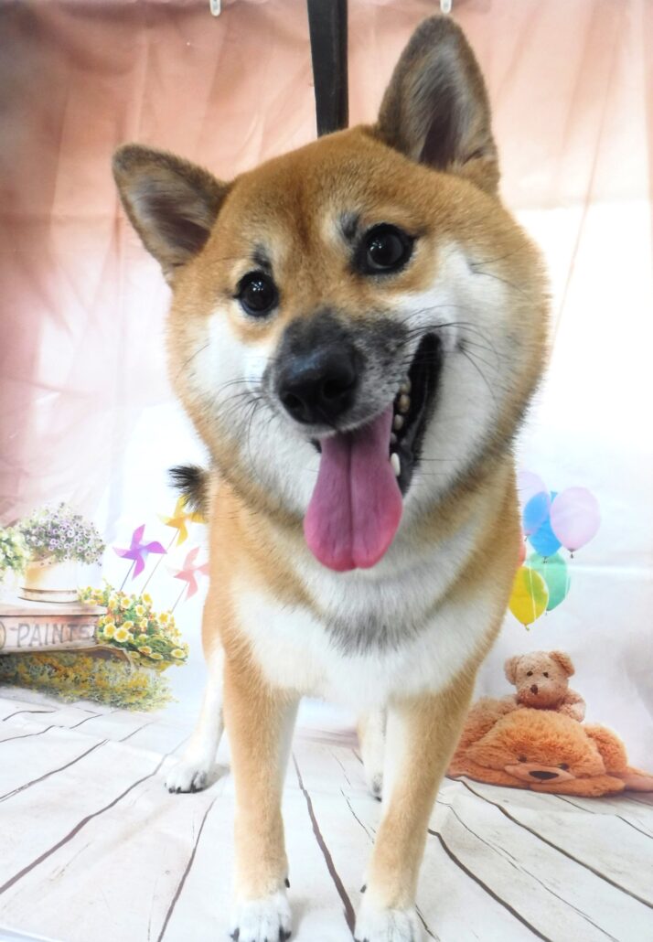 はなちゃん
