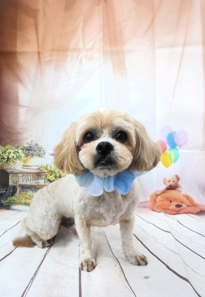 レオちゃん