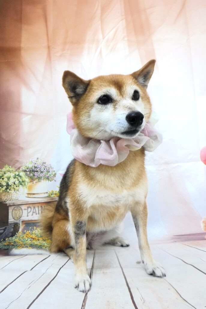 こはくちゃん