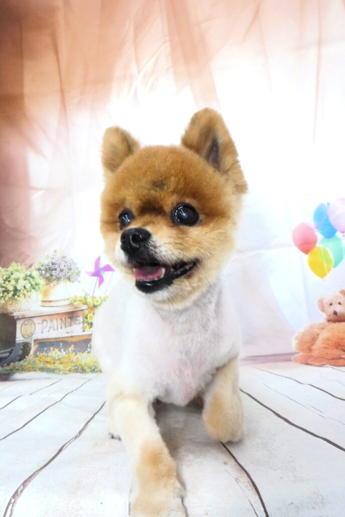 こむぎちゃん