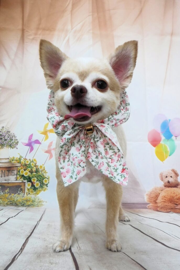 デコちゃん