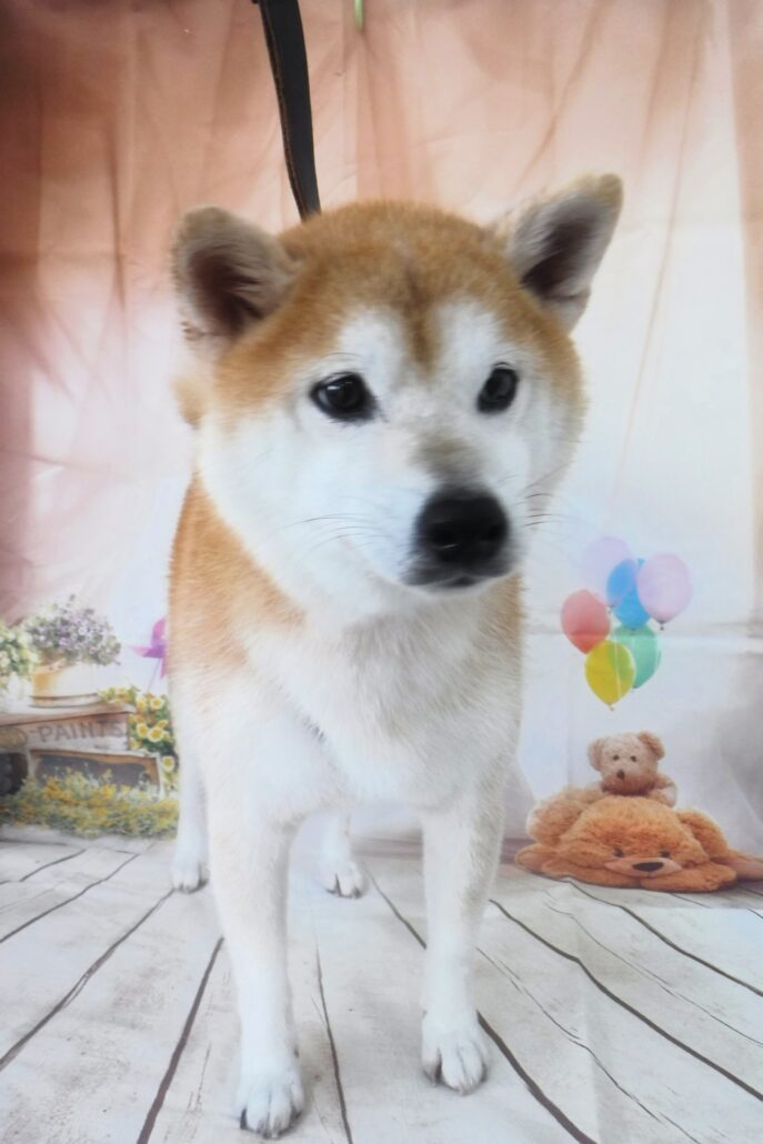 蘭丸ちゃん