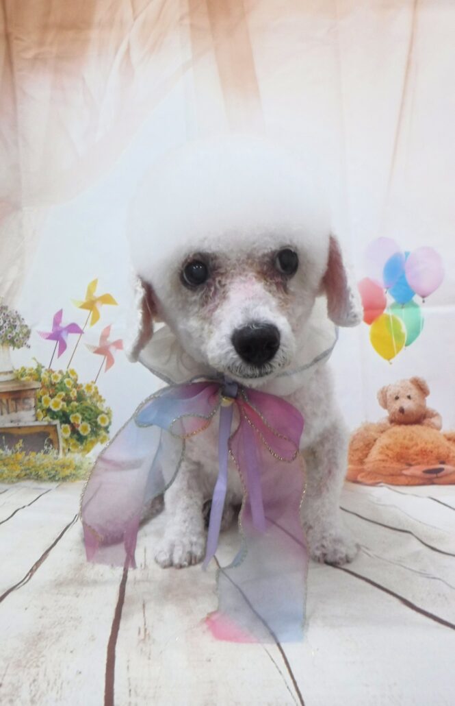 モコちゃん