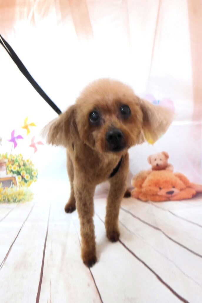 あずきちゃん