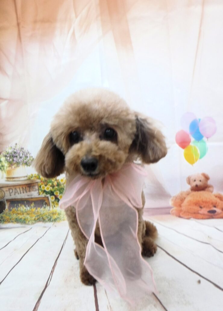 ミルクちゃん