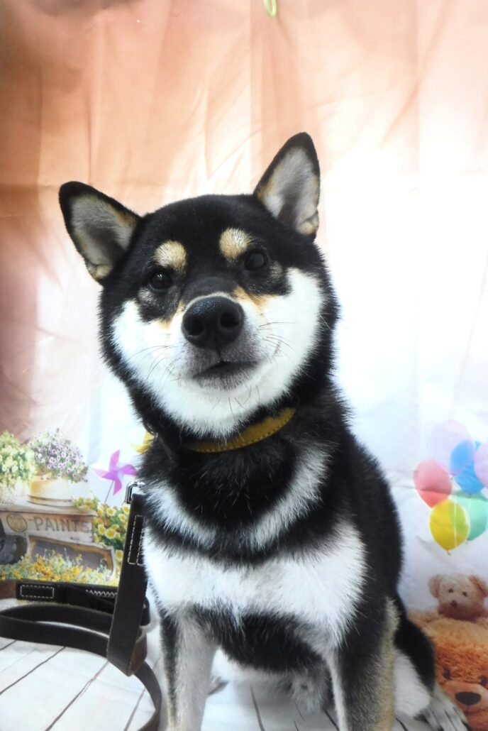 こはくちゃん