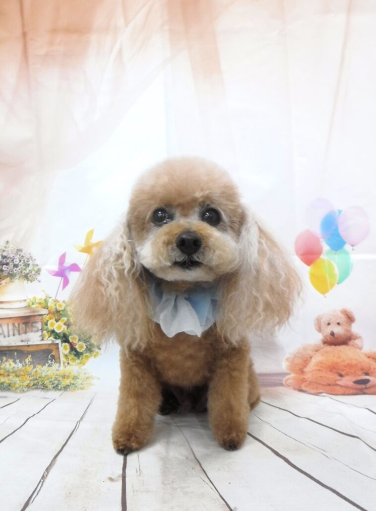 のんちゃん