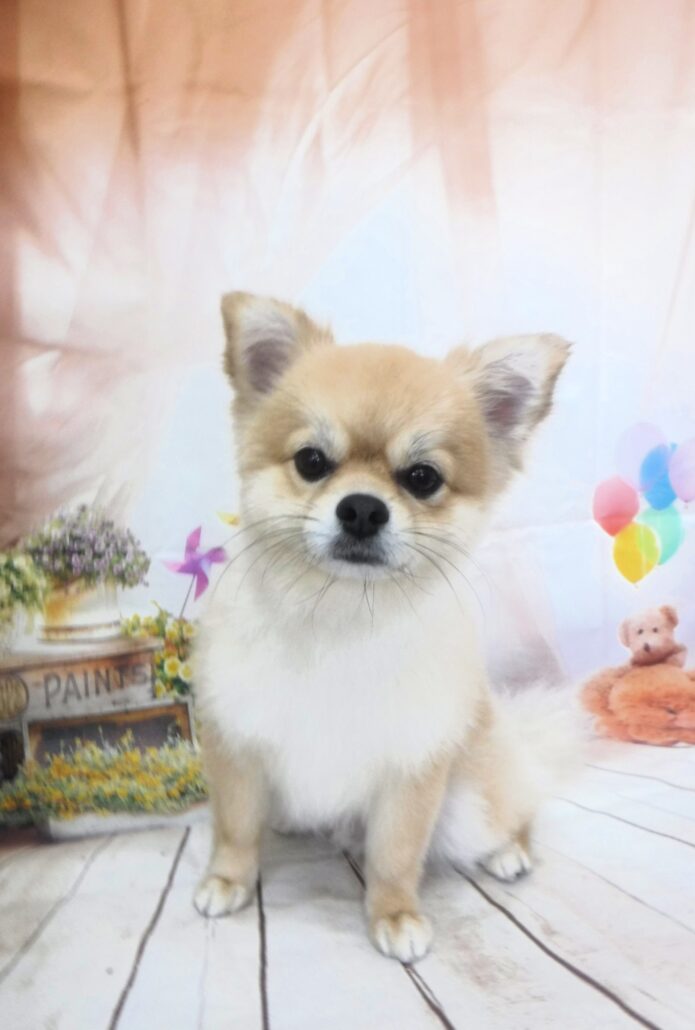 チータちゃん