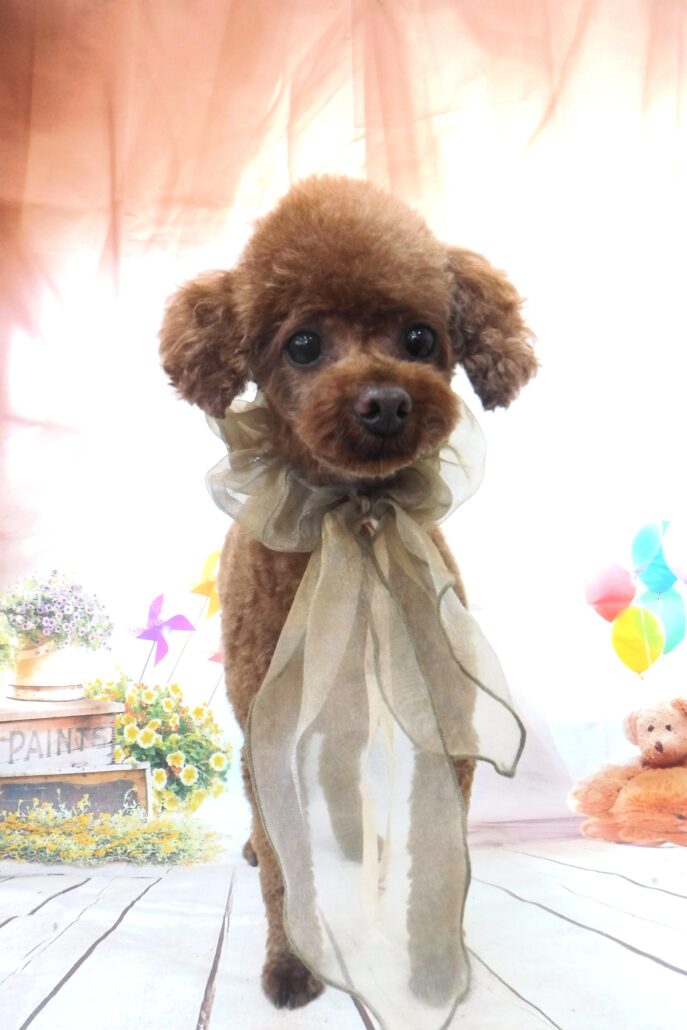 こまちちゃん