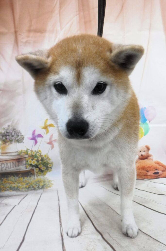 らんまるちゃん