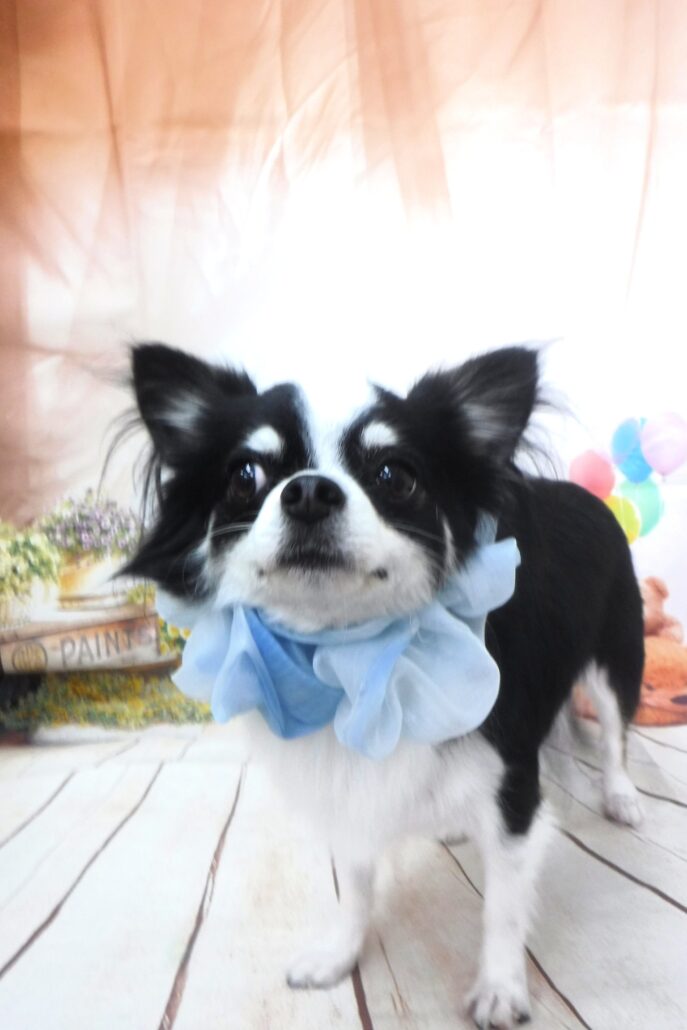 コロンちゃん